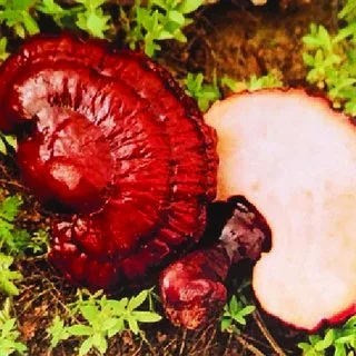 Reishi Mushroom Training