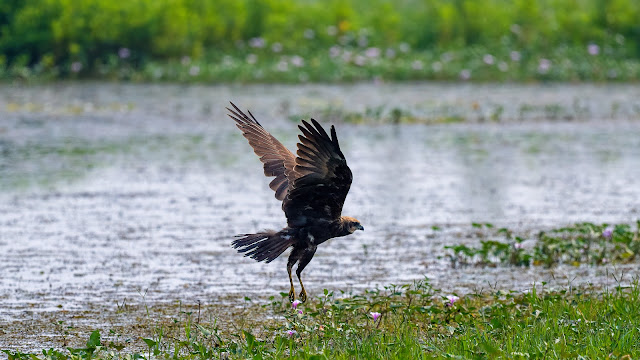 Marsh Harrier