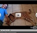 Savannah cat video player icon 1