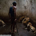 Haiwan dipukul sampai mati, dicekik, dikurung dalam sangkar kecil untuk makanan & hiburan manusia