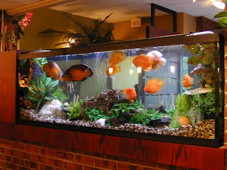 Fish tank Furniture 