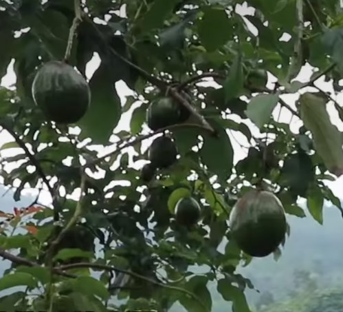 Alpukat Nikol di bogor