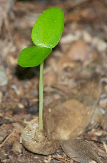 Tualang (Koompassia excelsa) seedlings 