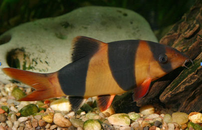 Nama Inggris : Clown Loach,