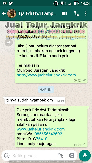 budidaya jangkrik, cara beternak jangkrik, cara budidaya jangkrik, cara ternak jangkrik, jual telur jangkrik, ternak jangkrik