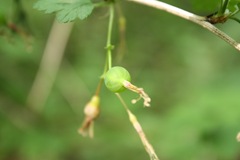 gooseberry-3