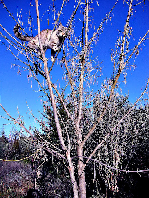 Gato subido a un árbol