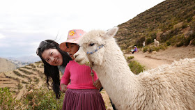 Baby Alpaca, Isla del Sol, Lake Titicaca, Bolivia