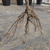Bare Root Fruit Trees - What You Need to Know About Planting Bare Root Fruit Trees / We did not find results for: