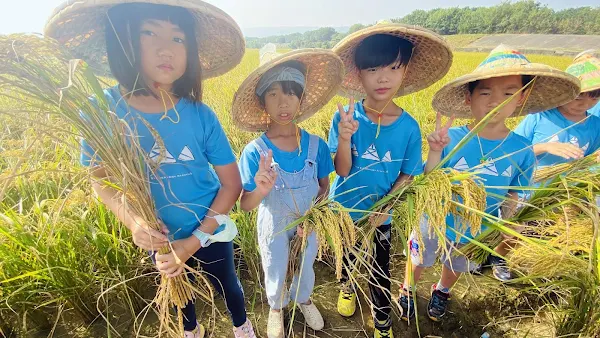 ▲彰化縣芬園鄉文德國小帶領學生至山下的田梗內，利用鐮刀讓學生體驗傳統的稻作收割方式，讓學生能夠從體驗中瞭解農作的辛苦。（記者林明佑翻攝）