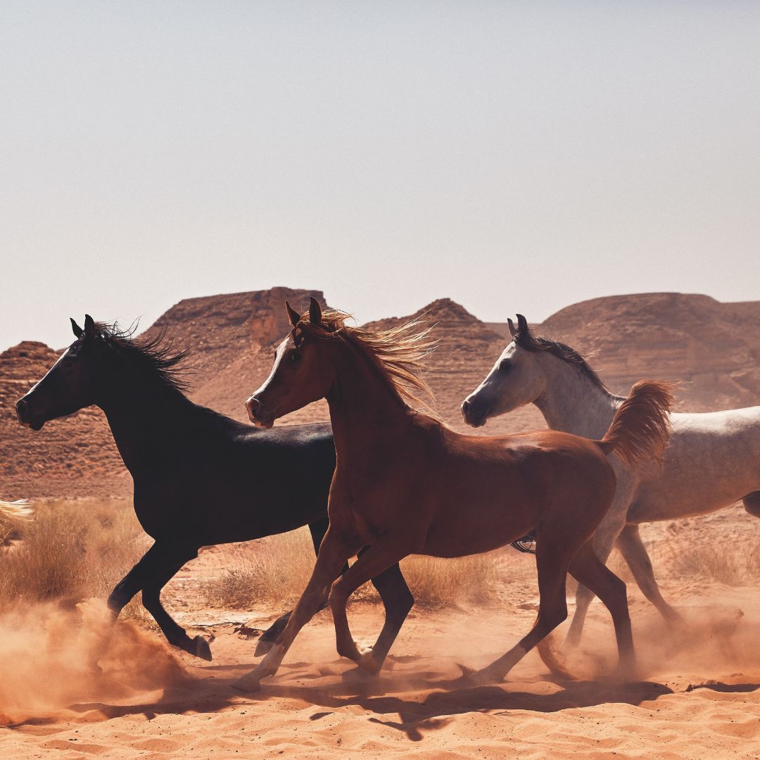 Three saudi arabian horses running through the desert in an image captured by oliver pilcher