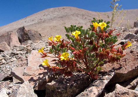 Oxalis flower (Oxalis carnosae) growing in the Atacama at extremely dry locations