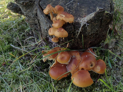 Zakrzówek, spacer na Zakrzówku, grzyby na Zakrzówku, Xylaria-polymorpha-próchnilec-maczugowaty, kisielnica-kedzierzawa-Exidia-plana, Flammulina-velutipes-płomiennica-zimowa