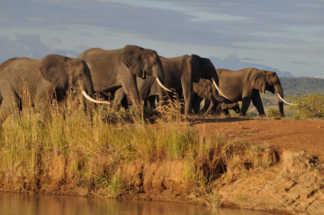 Đã đến thiên đường sa mạc Namibia, bạn không thể bỏ qua cơ hội đến thăm các động vật hoang dã hay một lần tiếp xúc gần với nó. Khu bảo tồn động vật hoang dã Harnas là một nơi lý tưởng để các bạn “chào hỏi” những loài to lớn và hung tợn. Nó đặc biệt được xây dựng bởi một đôi vợ chồng yêu động vật, họ dùng nông trường làm đất sinh sống cho các loài vật hoang dã cũng như trả tự do cho chúng. Tại đây, bạn có thể theo dân địa phương nhìn ngắm sư tử ở cự li gần, cho chúng ăn và ngắm hoàng hôn…cùng chúng.