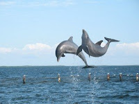 Dolphin Facts in Hindi
