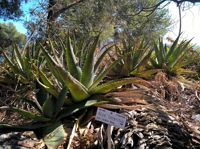 Aloe lateritia