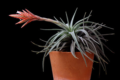 Tillandsia didisticha care and culture