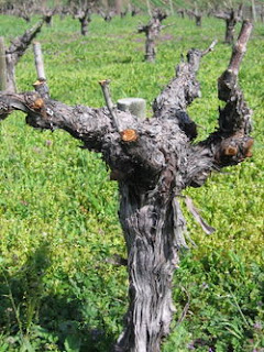 prunning grapes