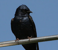 Purple Martin Pictures Birds