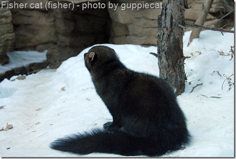 fisher cat attack. quot;Fisherquot; is the most common it