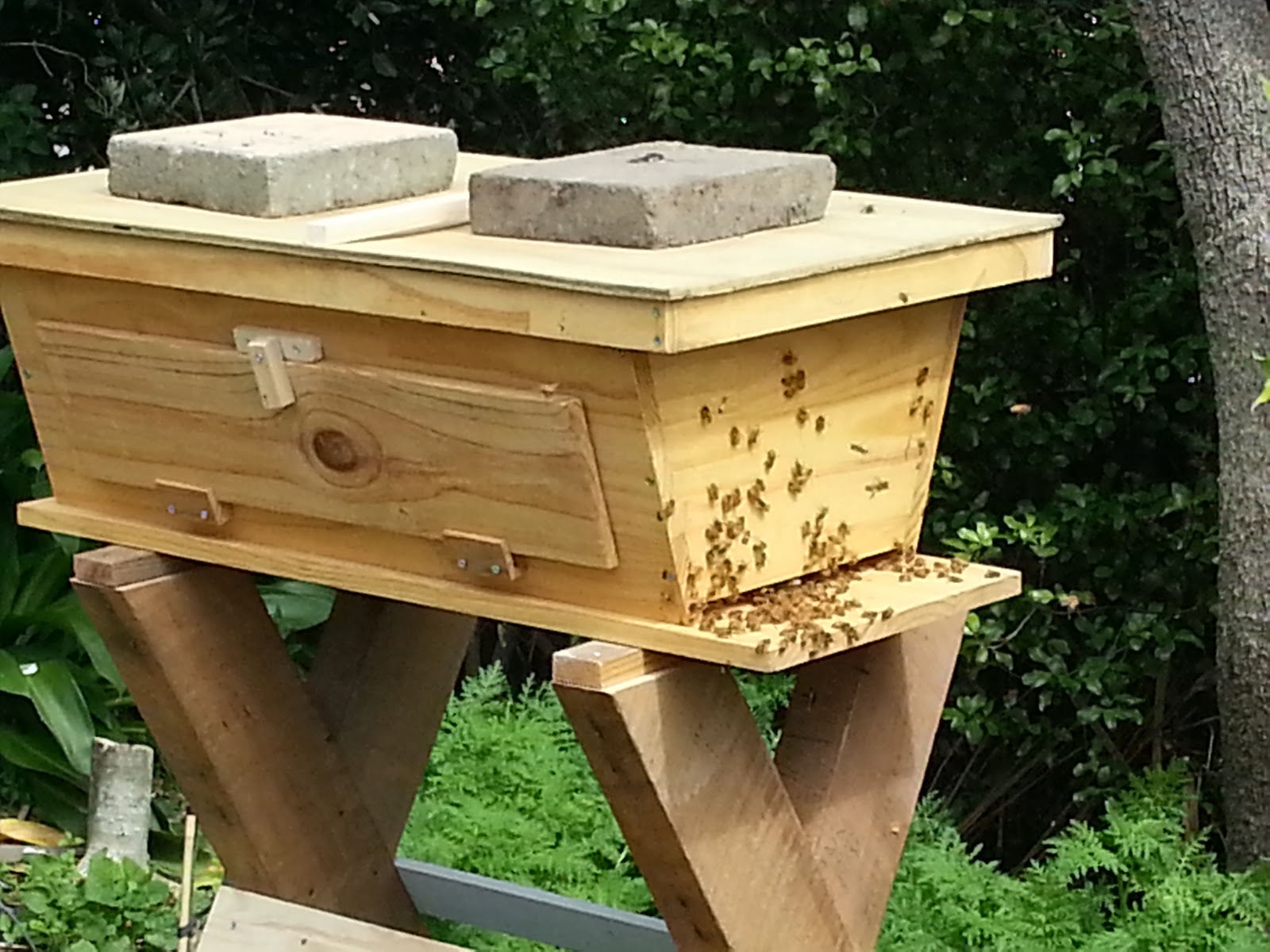 Golden mean top bar hive plans pdf ~ Easy project