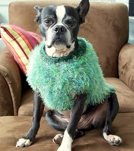 Photos: St. Patrick's Day Dogs