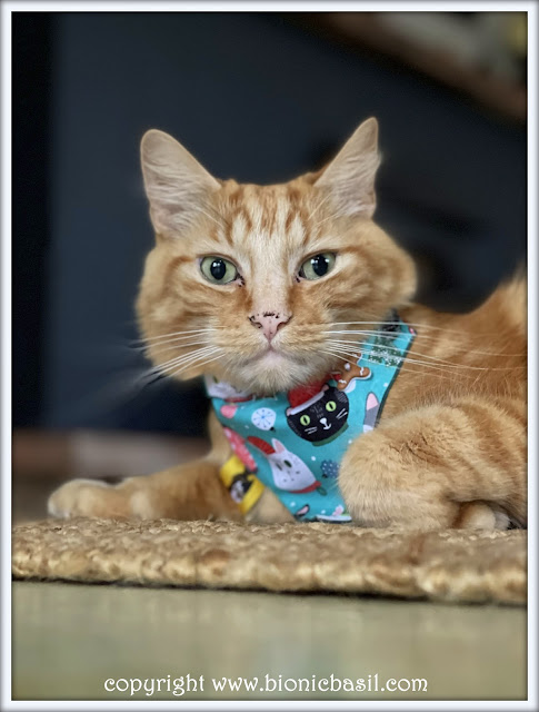 The BBHQ Midweek News Round-Up ©BionicBasil® Fudge Can Wear It Too -The Catmas Cats Bandana