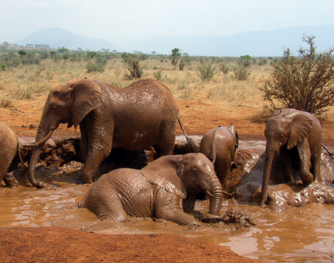 Animals Unique: African Elephant