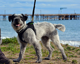 Foster puppy Hellin models the Mhu Ghu LED harness