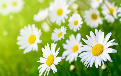 Daisy flower wallpaper