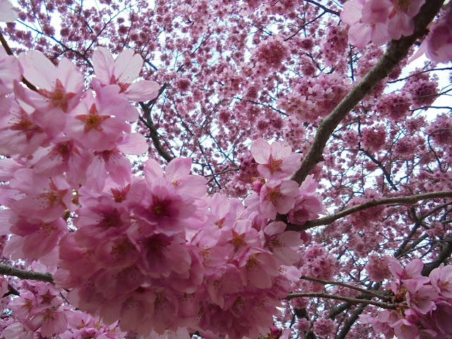 とっとり花回廊のヨウコウ桜