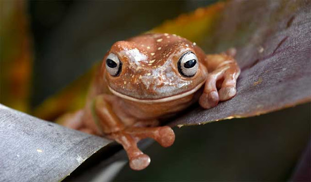 katak coklat