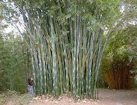 Bamboo In Florida