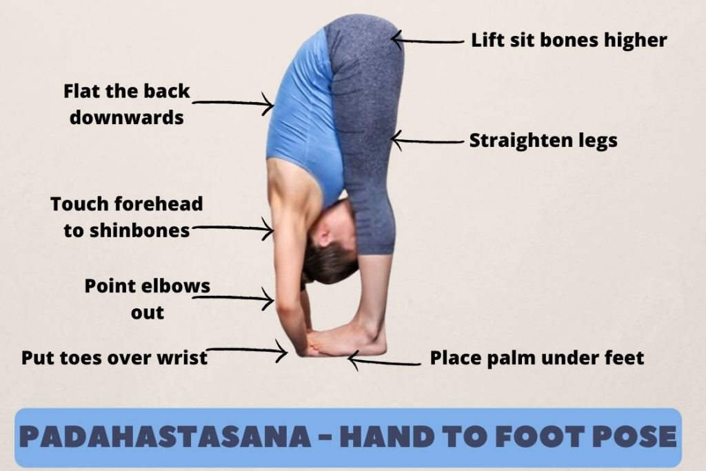 Padahastasana (Hand to Foot Pose)