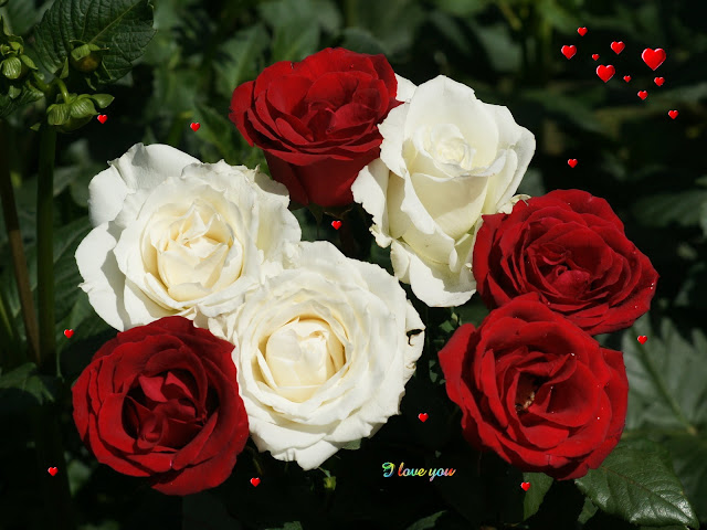 Red And White Rose Flower Wallpaper