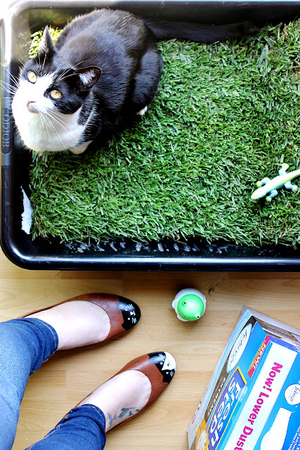 Make a grass lounge for your indoor cat with a cement mixing pan and a sheet of sod from your local hardware store. (Only $10 for the tray and sod, new sod costs about $2.50 in our area and lasts up to 5 days indoors.)