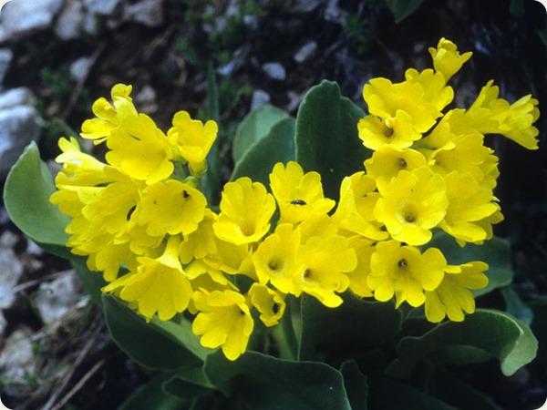 lazio fiore