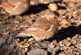 African Crimson-winged Finch - Oukaïmeden, Morocco