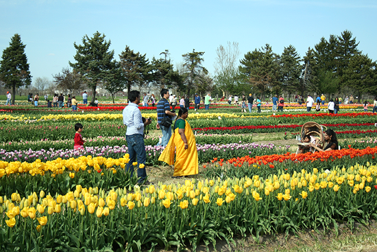 Tulip Farm 'Tulip Time' Holland Michigan