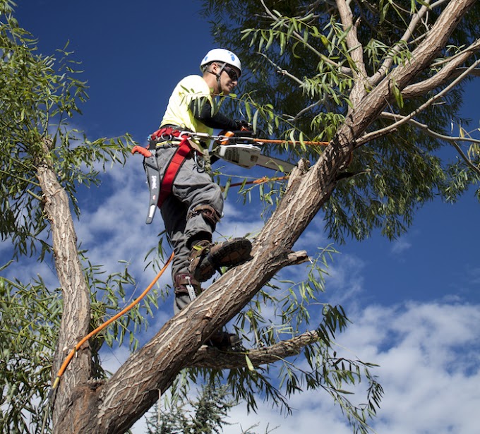 TIPS THAT WILL MAKE YOU GURU IN QUALITY TREE CARE