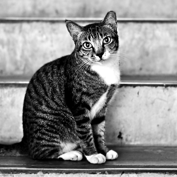 19 - Cat
