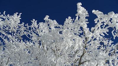 Schneebedeckte Äste vor blauem Himmel