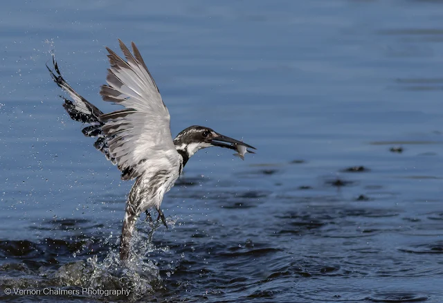 Canon Autofocus Settings For Birds in Flight Photography :  © Vernon Chalmers