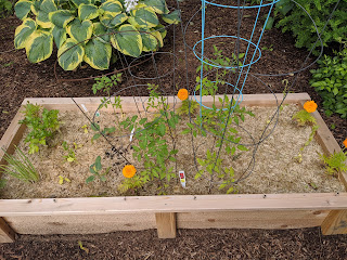 my garden bed from the Fanuele's early in the growing season 2020