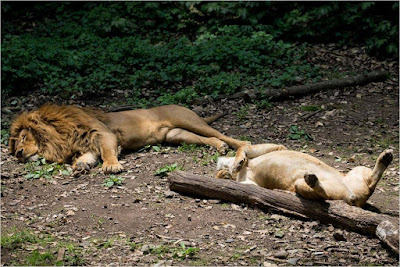 sleeping-lions-in-the-jungle-on-the-grass