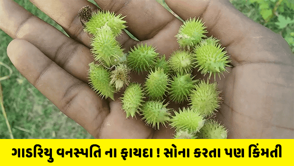 હીરા કરતા પણ કિંમતી છે આ વનસ્પતિ