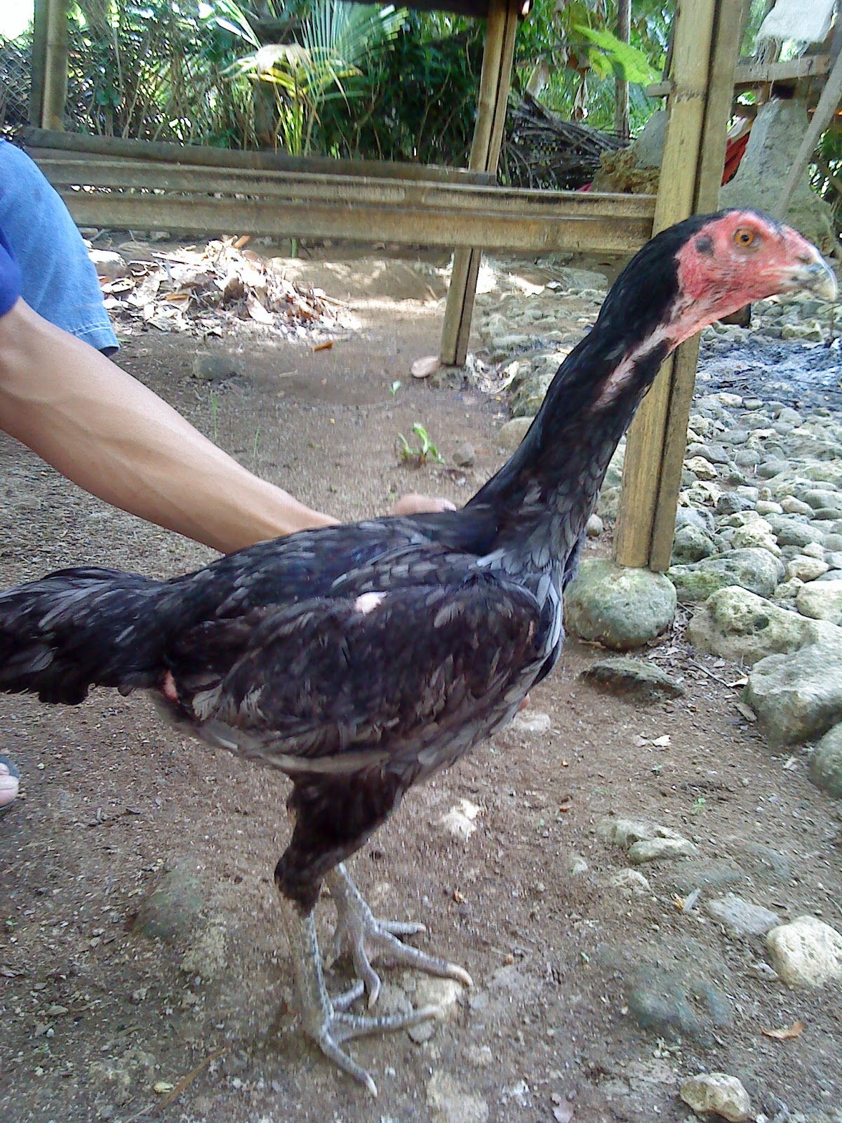 ternak ayam cemani