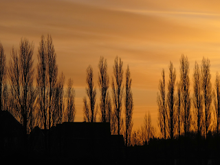 Poplars against the sunset