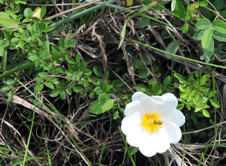 福星花園 琉球野薔薇