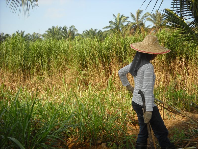 Surat Permohonan Kerja Ladang - Rasmi O